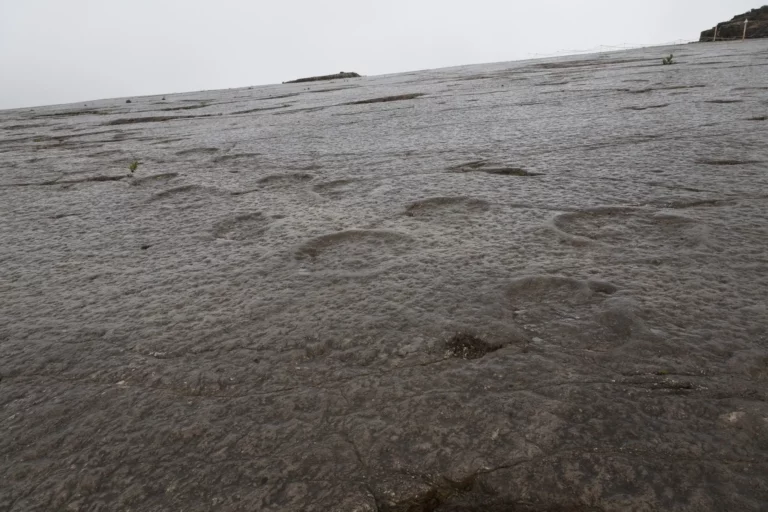 Trilho de dinossauros sauropodes na pedreira do Galinha